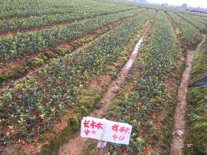 一年油茶树苗便宜卖了