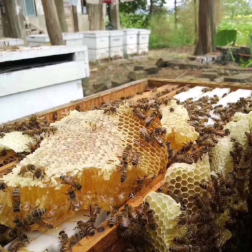 🐝百花蜂蜜润肠通便，美容养颜，长期喝可以调理脾胃，长