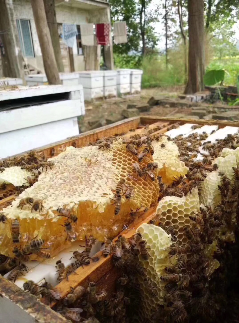 🐝百花蜂蜜润肠通便，美容养颜，长期喝可以调理脾胃，长