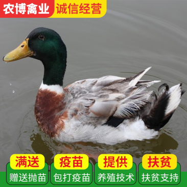绿头野鸭苗出壳苗适应能力强
