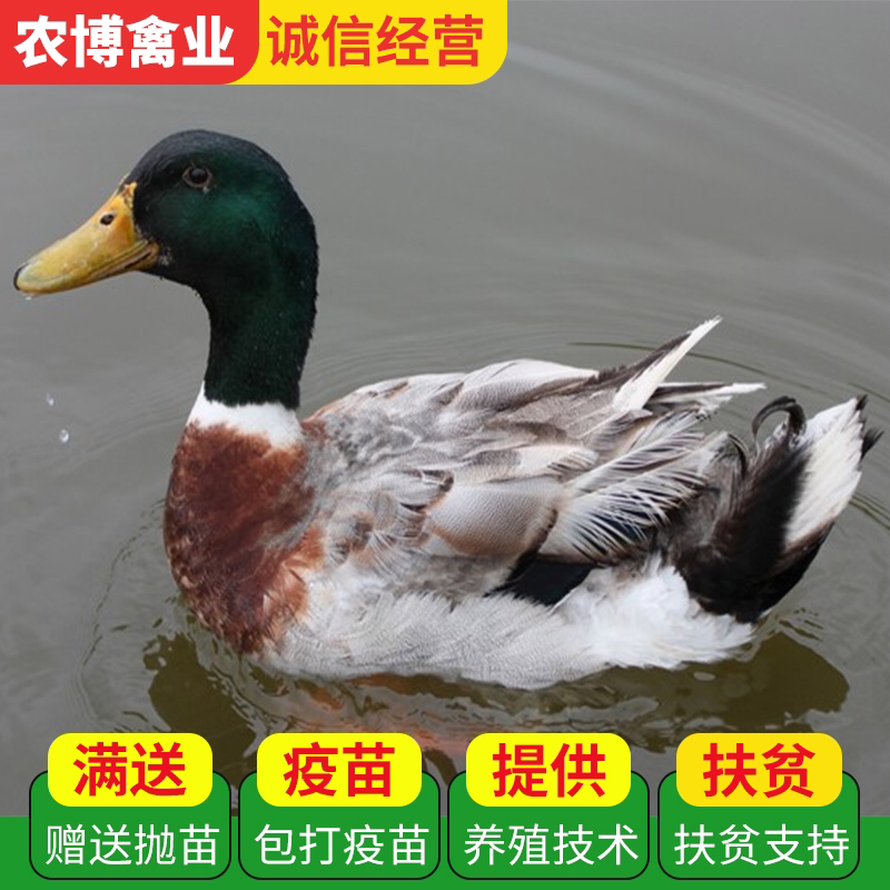 绿头野鸭苗出壳苗适应能力强
