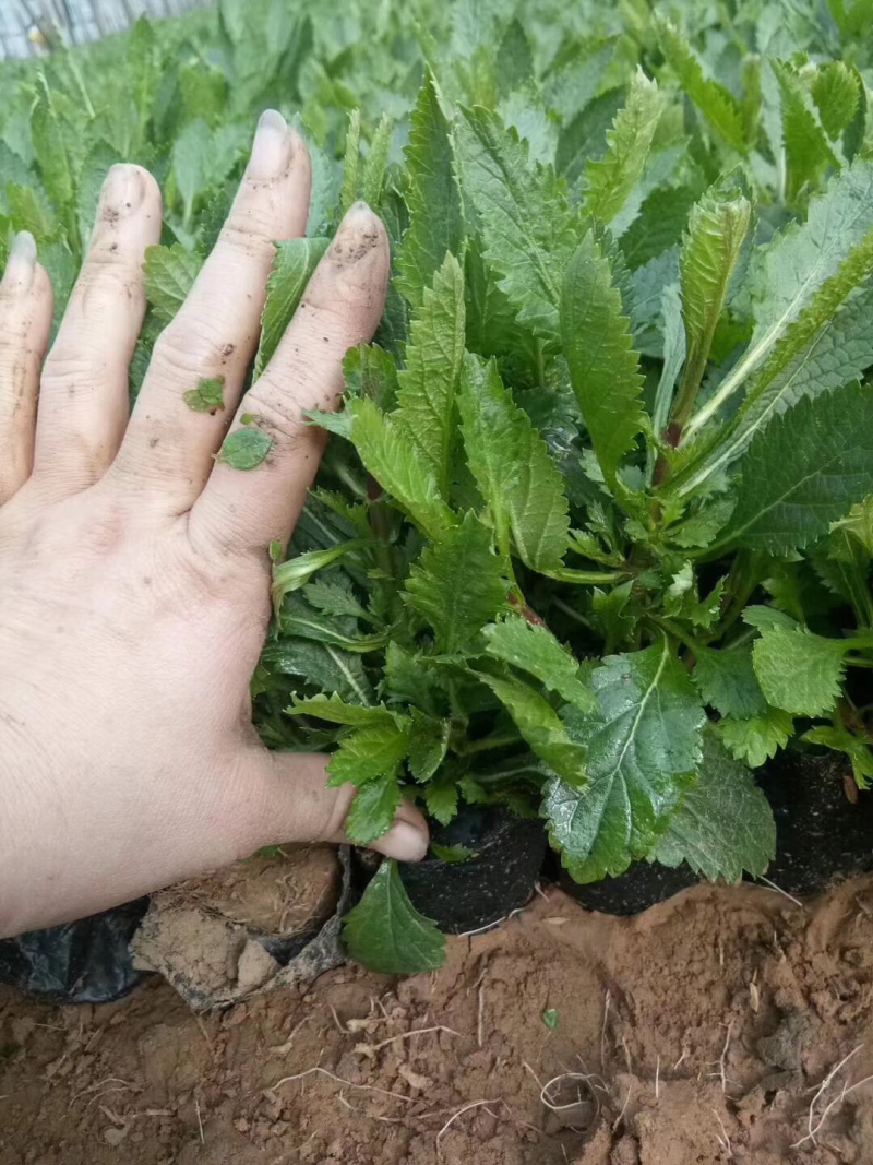 桑托斯马鞭草马鞭草苗马鞭草杯苗马鞭草种苗