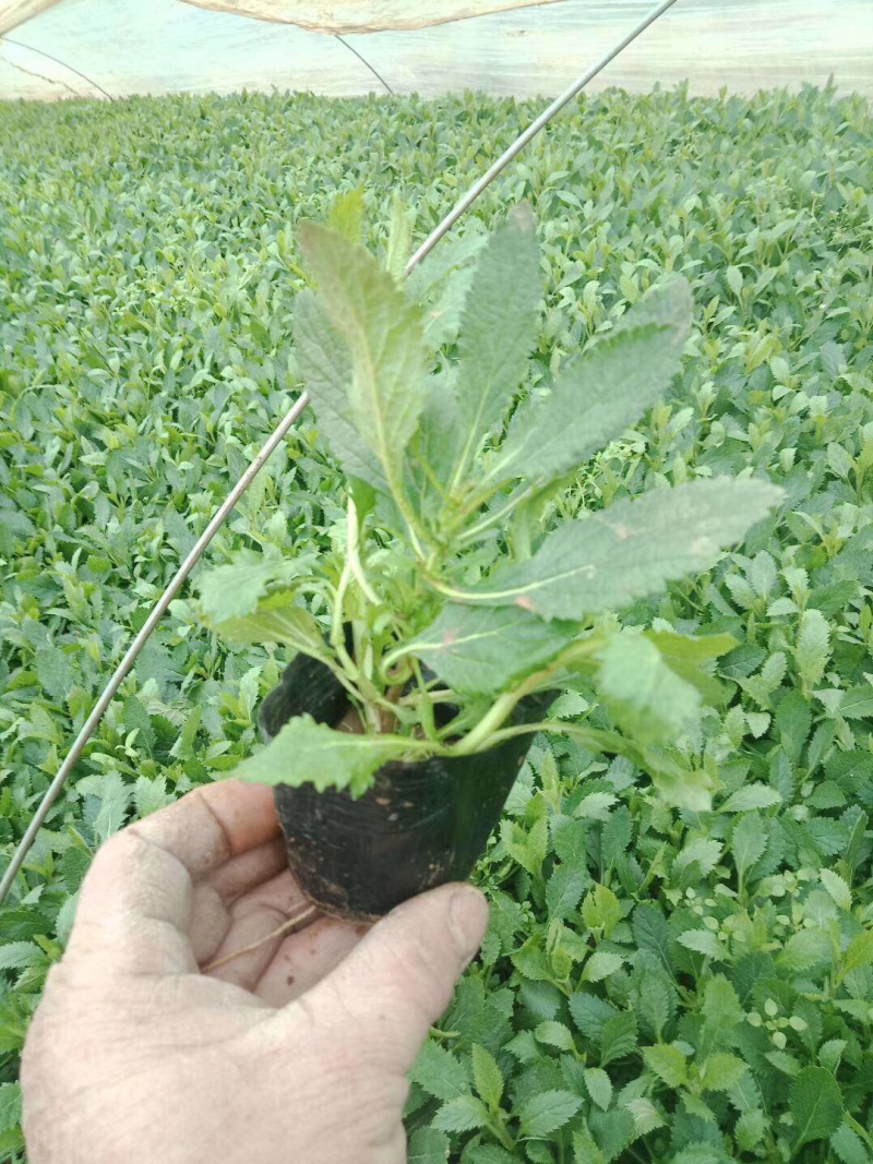 马鞭草马鞭草种苗，小苗，马鞭草杯苗，花海打造规划设计