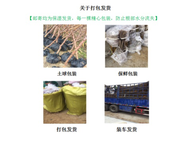 大红袍花椒苗穗大粒多保证质量