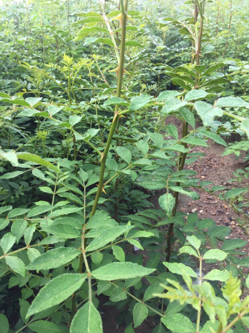 大红袍花椒苗穗大粒多保证质量