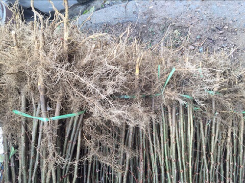 大红袍花椒苗穗大粒多保证质量