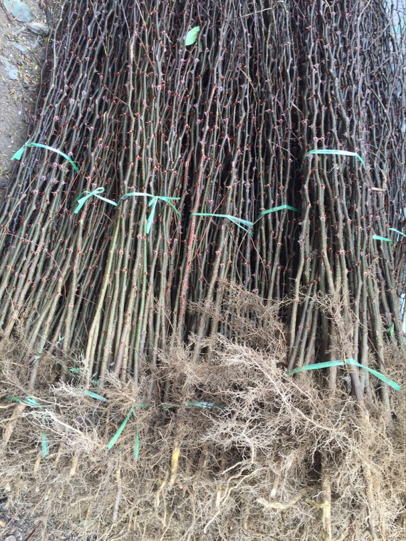 大红袍花椒苗穗大粒多保证质量
