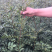 大红袍花椒苗穗大粒多保证质量