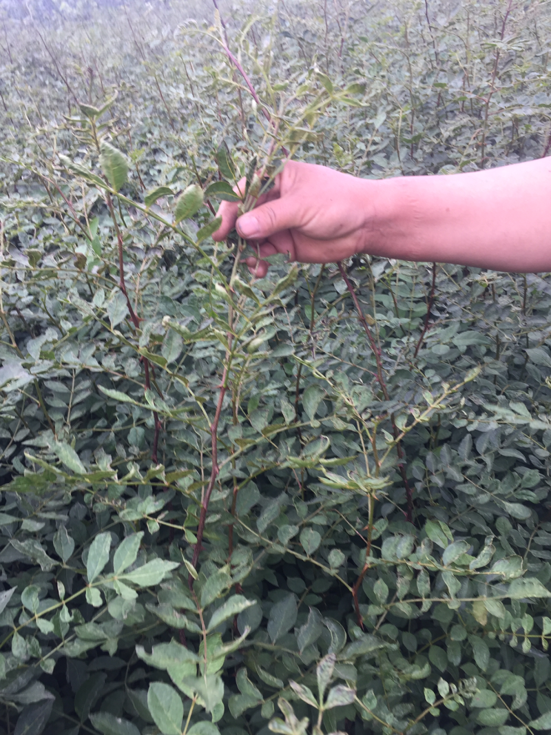 大红袍花椒苗穗大粒多保证质量