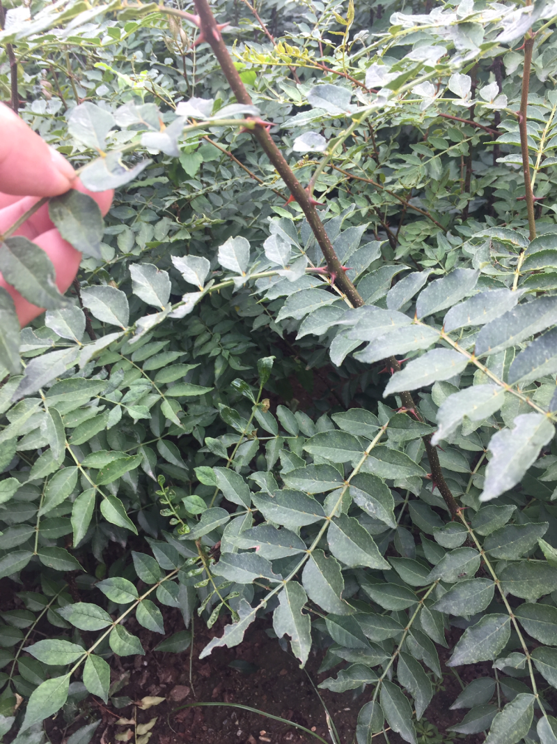 大红袍花椒苗穗大粒多保证质量