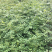 大红袍花椒苗穗大粒多保证质量