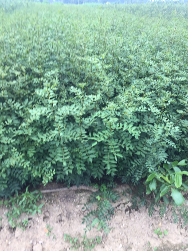 大红袍花椒苗穗大粒多保证质量