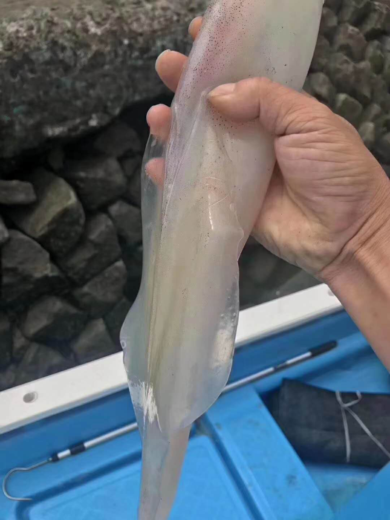 速冻鱿鱼