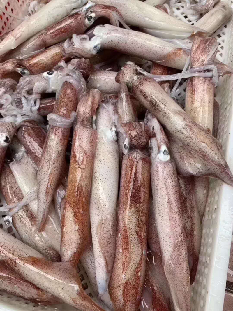 速冻鱿鱼