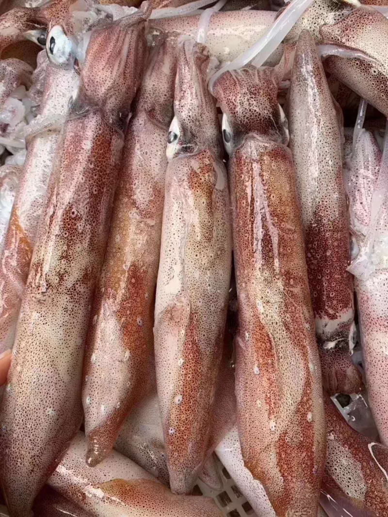 速冻鱿鱼