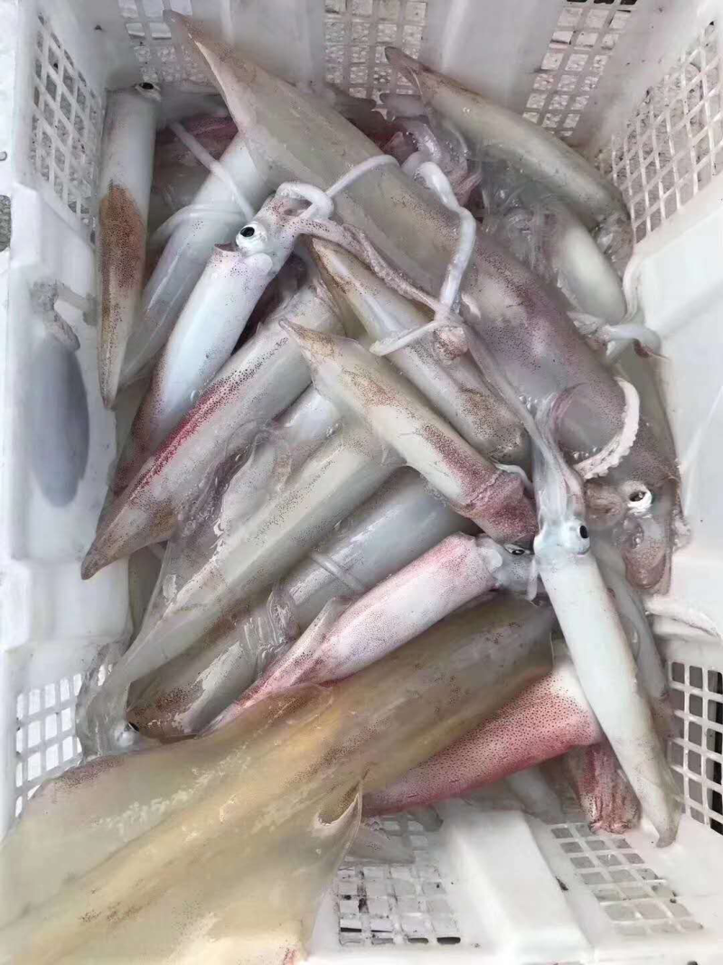 活冻鱿鱼