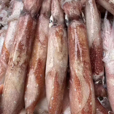 活冻鱿鱼