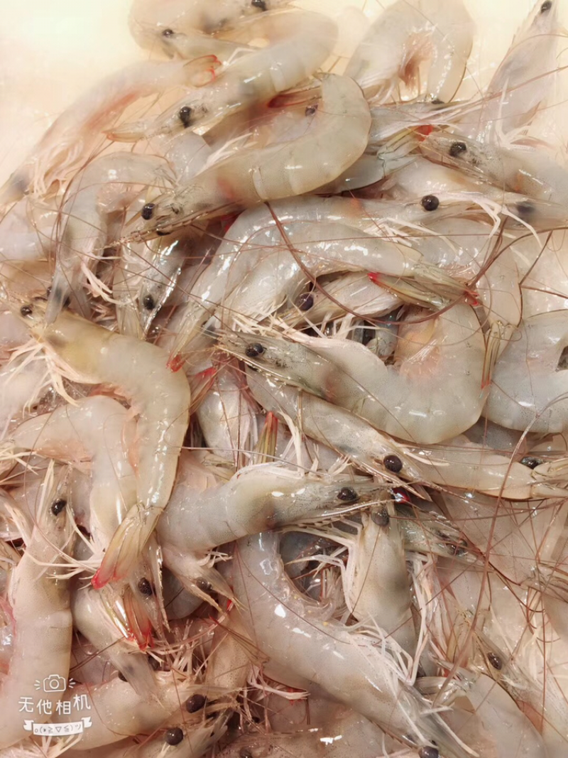 白对虾