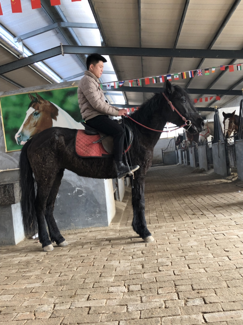 半血马多少钱骑乘马价格哪里的马便宜马驹多少钱