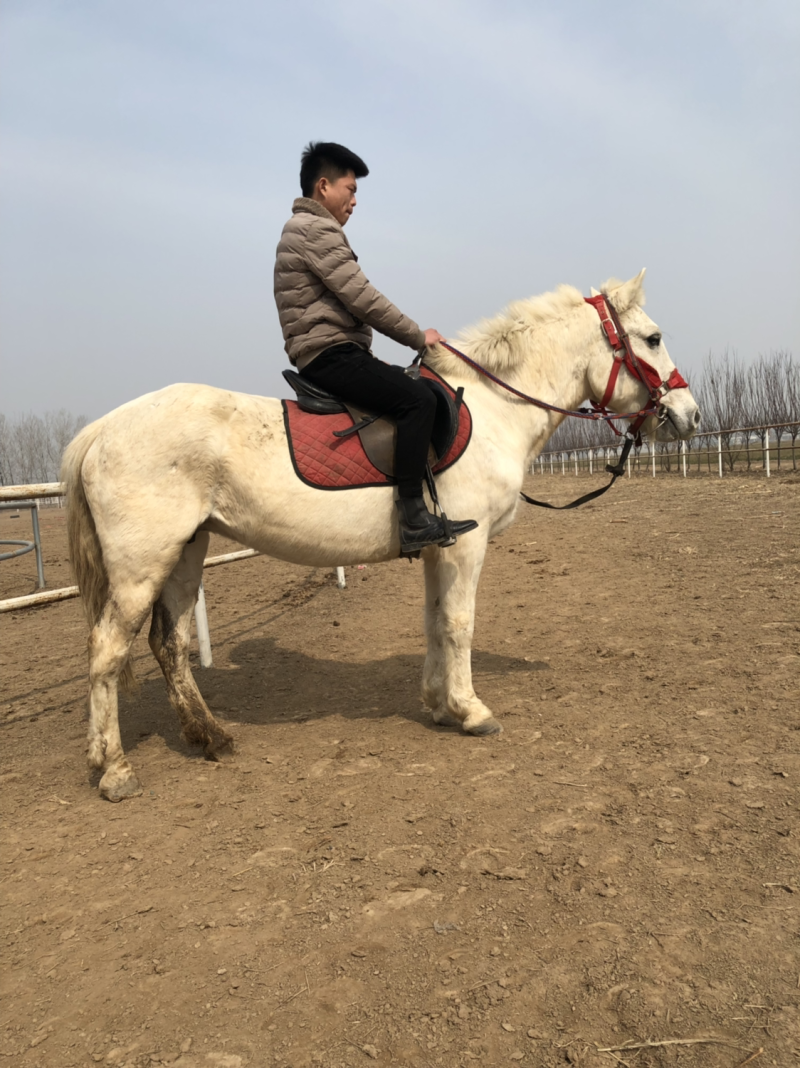 半血马多少钱骑乘马价格哪里的马便宜马驹多少钱