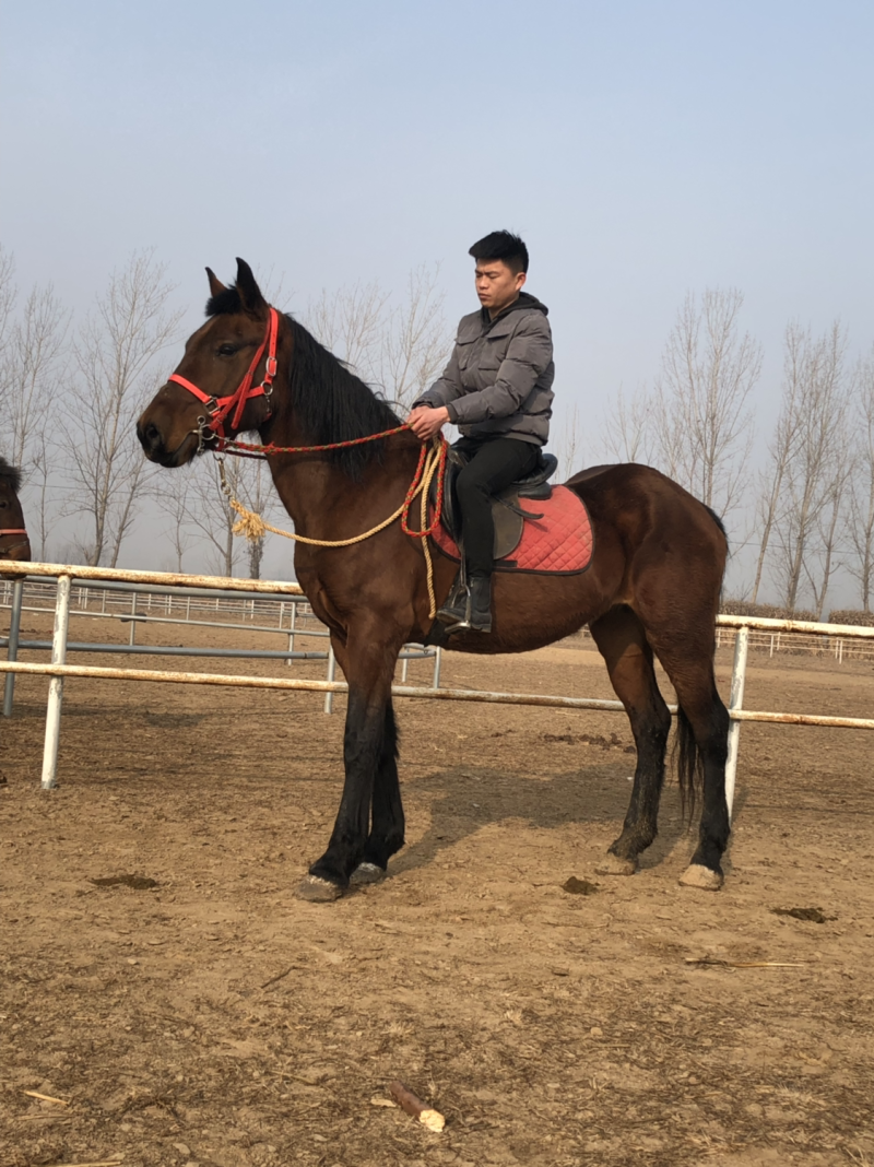 半血马多少钱骑乘马价格哪里的马便宜马驹多少钱