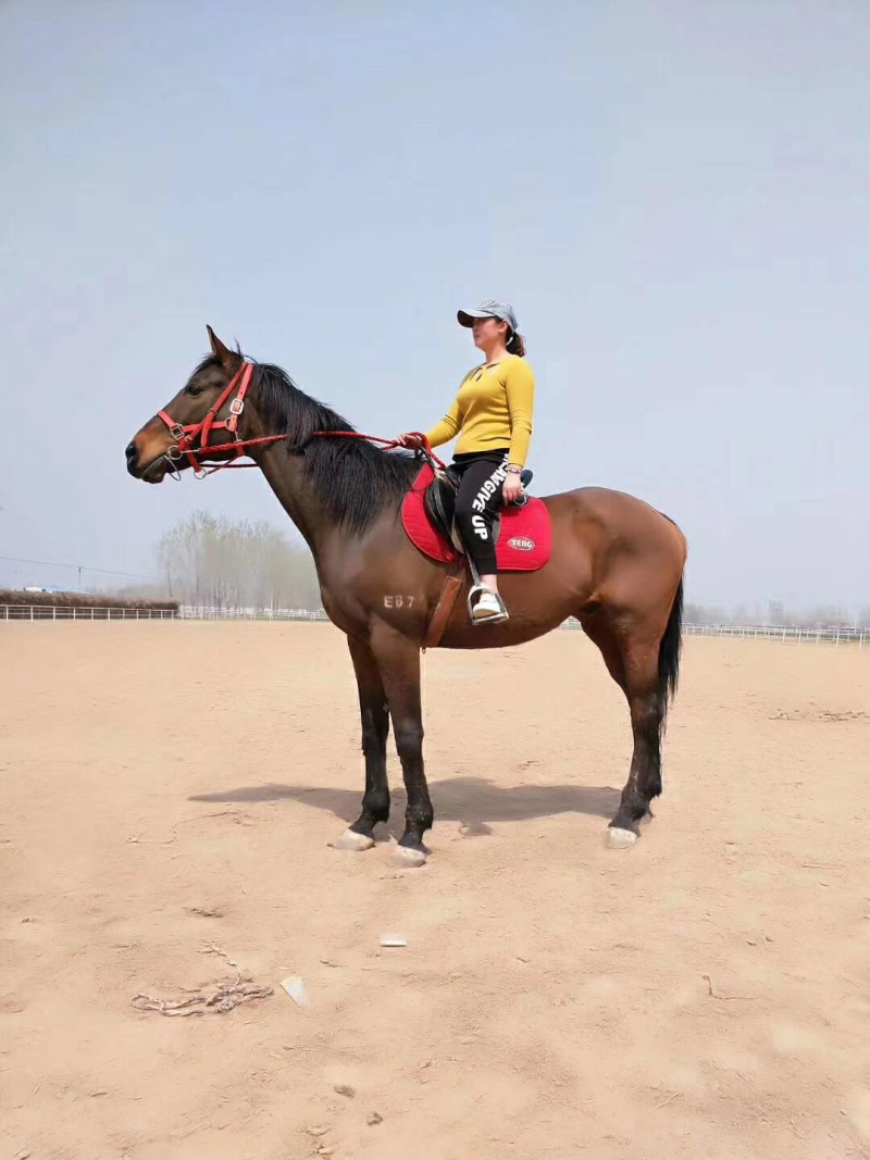 华顺养马场出售半血马马驹价格骑乘马多少钱