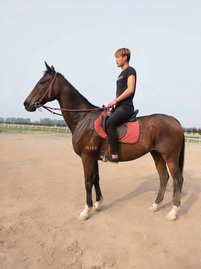 华顺养马场出售半血马马驹价格骑乘马多少钱