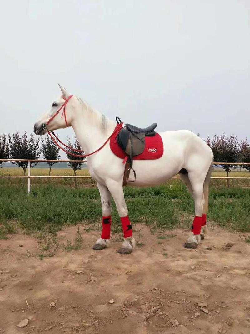 华顺养马场出售半血马马驹价格骑乘马多少钱