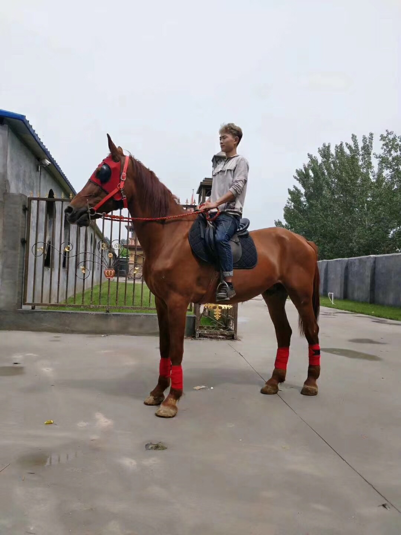 华顺养马场出售半血马马驹价格骑乘马多少钱