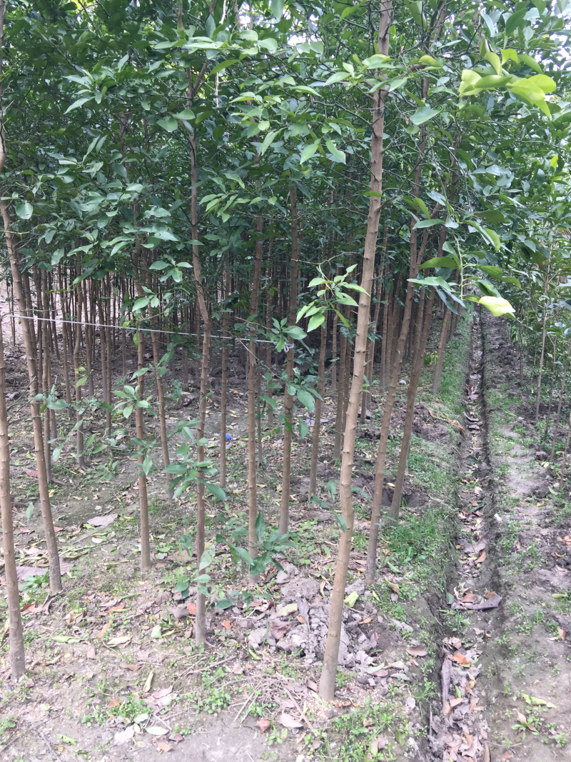 供应香橼苗，香园，香圆树