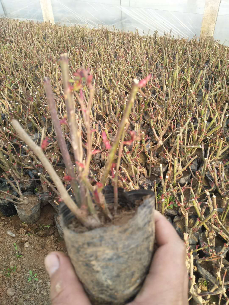 红帽子月季基地直供质优价廉欢迎实地考察