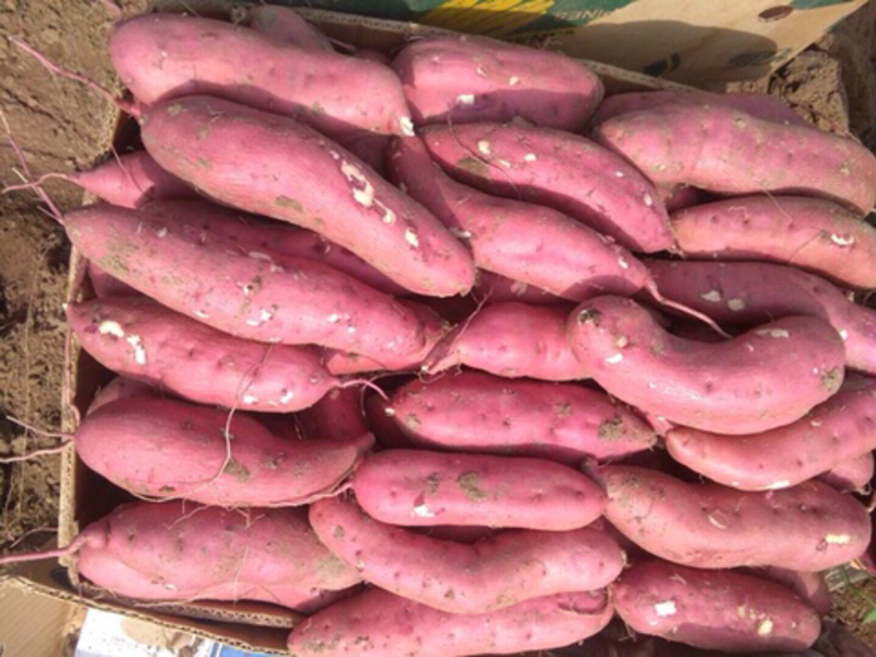 红薯商薯早丰，红皮白心地瓜产地直发一手货源