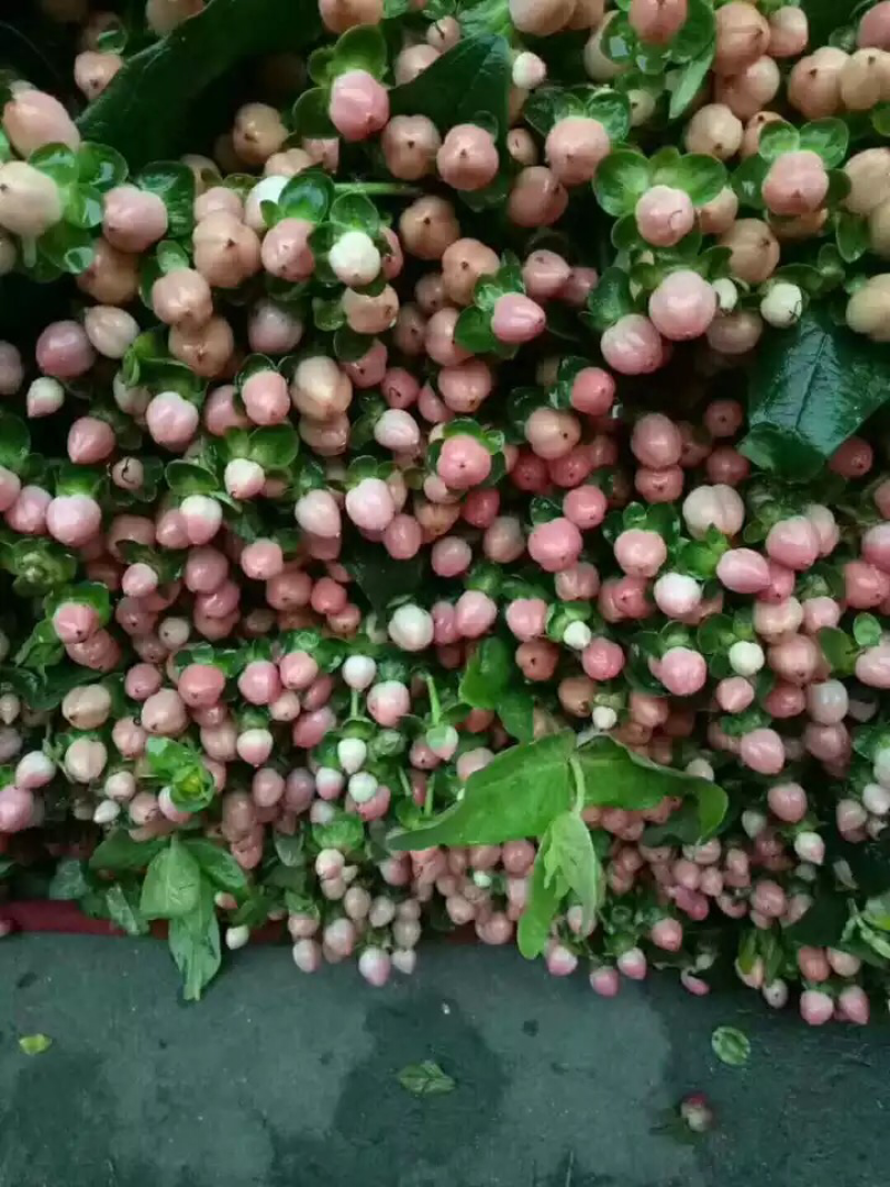 100棵150元包邮云南火龙珠鲜切花卉种苗红相思豆月季花