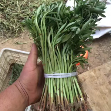 供应高钙菜苗养心菜种苗景天三七苗救心菜苗