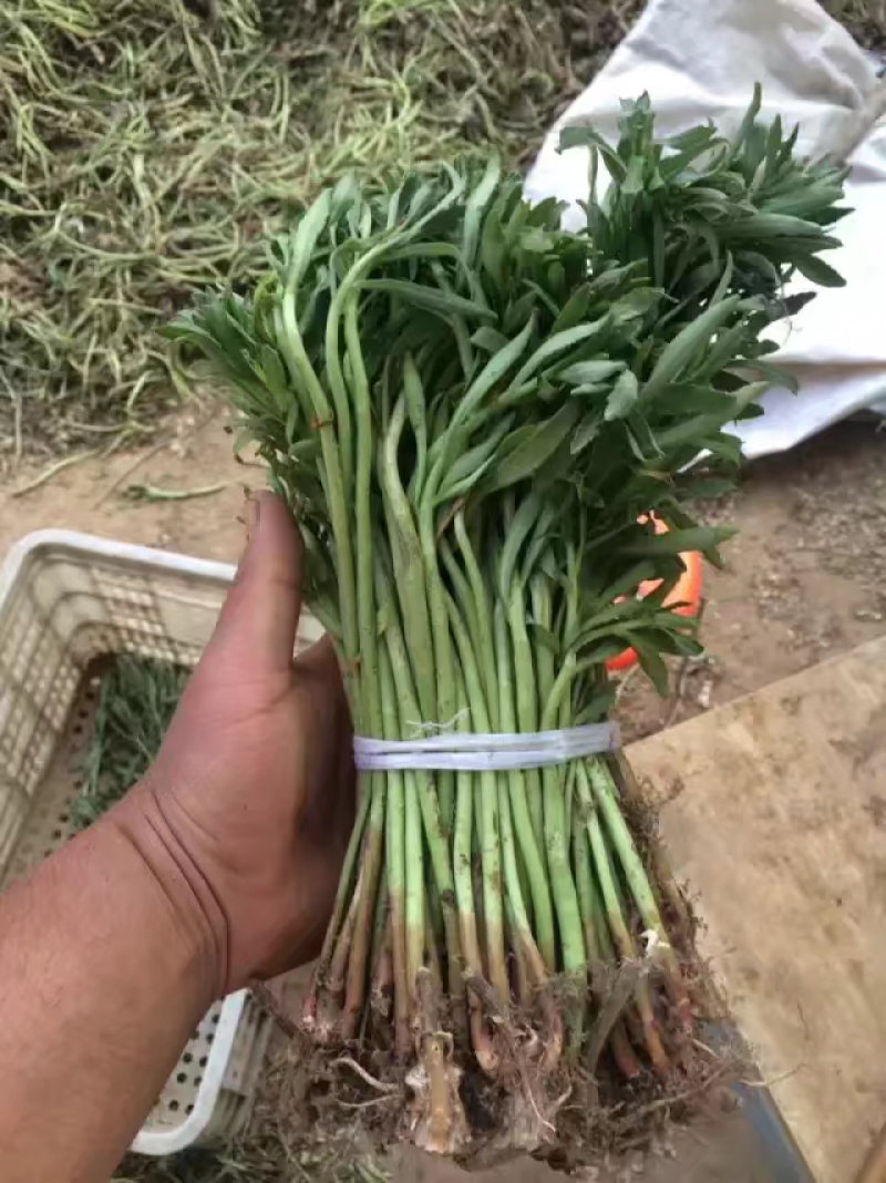 供应高钙菜苗养心菜种苗景天三七苗救心菜苗