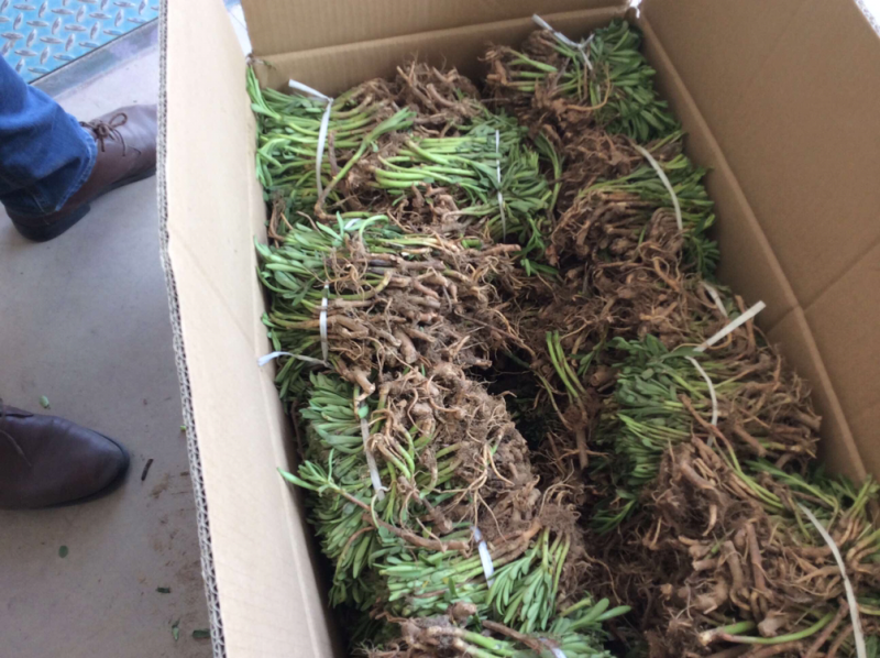 供应高钙菜苗养心菜种苗救心菜苗可视频看苗