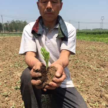 供应高钙菜种子费菜苗养心菜种苗救心菜产地直供