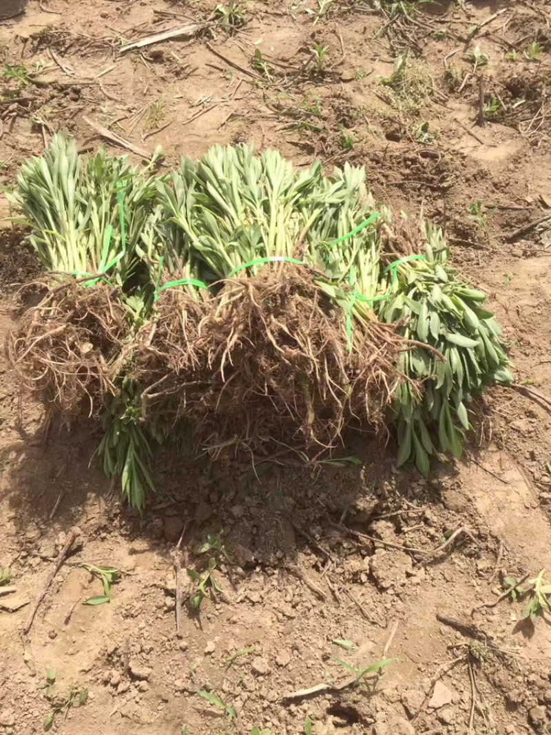 供应高钙菜苗养心菜种苗景天三七苗救心菜苗