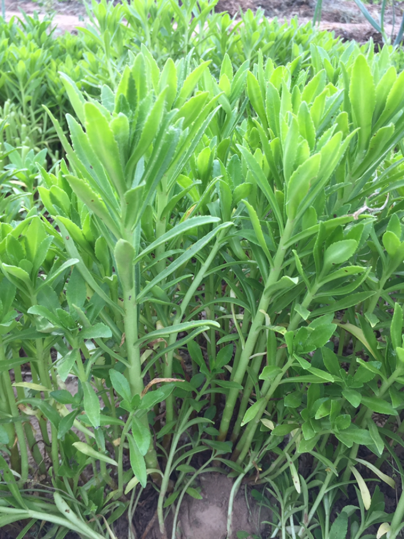 供应高钙菜种子费菜苗养心菜种苗救心菜产地直供