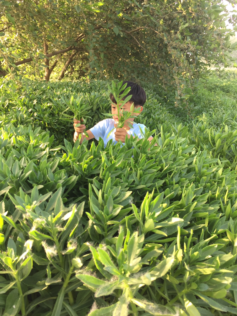 供应高钙菜苗养心菜种苗景天三七苗救心菜苗