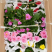 小丽花