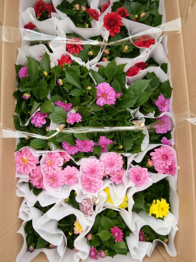 小丽花