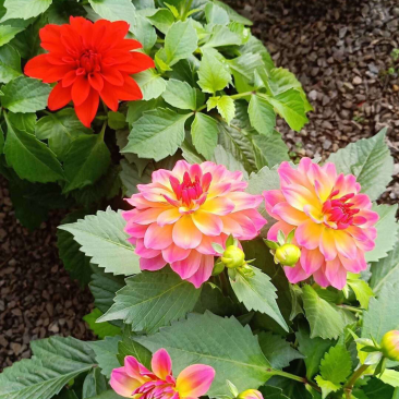 小丽花