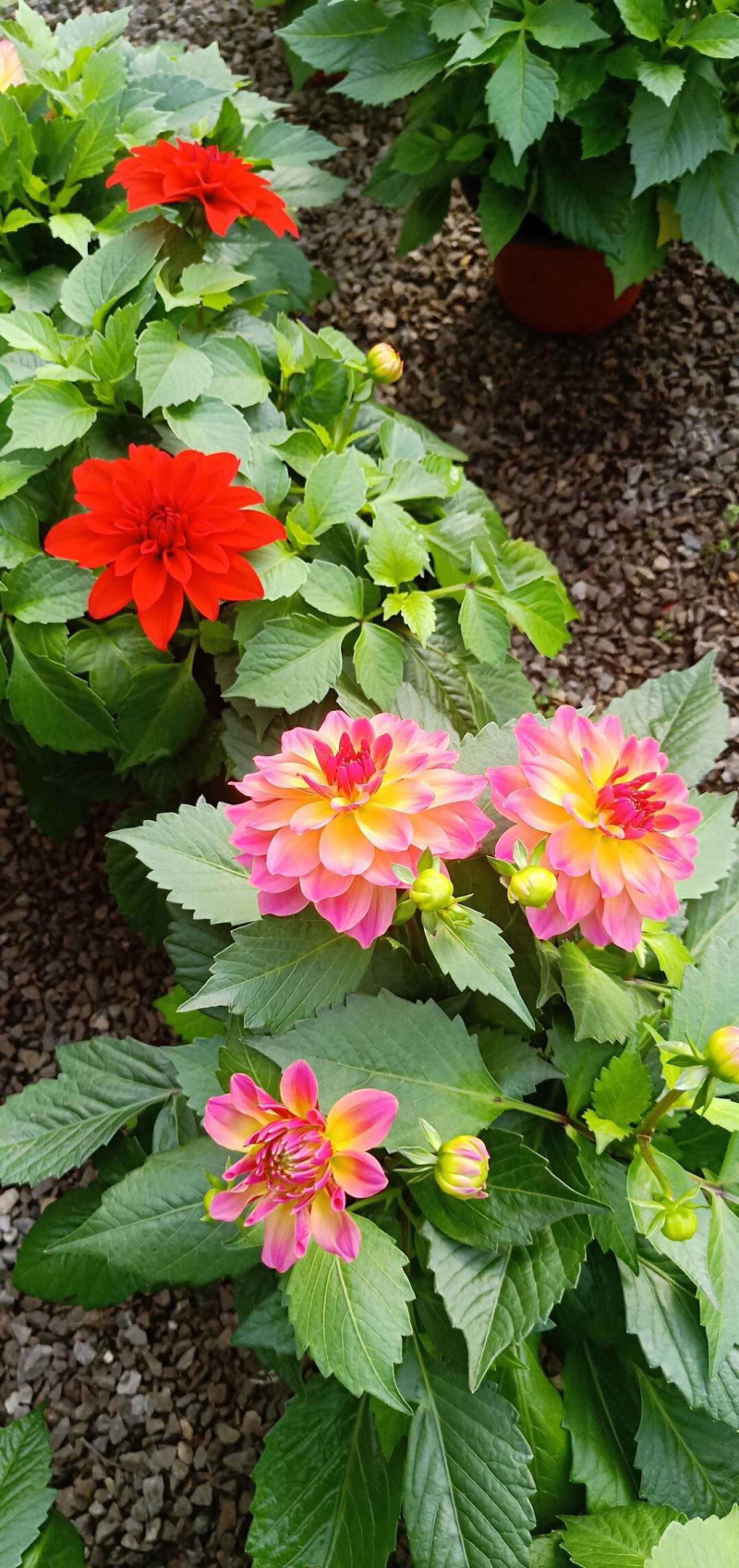小丽花