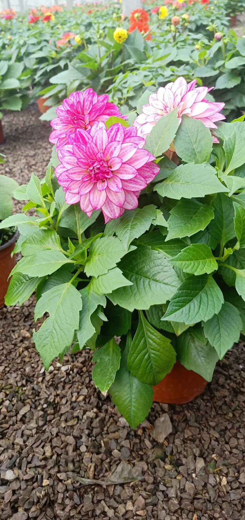 小丽花