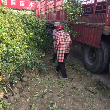 供应纹母高1.5米蚊母树苗，纹母树苗，文母树