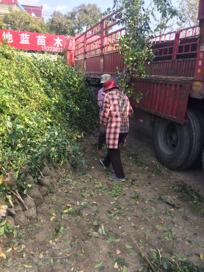 供应纹母高1.5米蚊母树苗，纹母树苗，文母树
