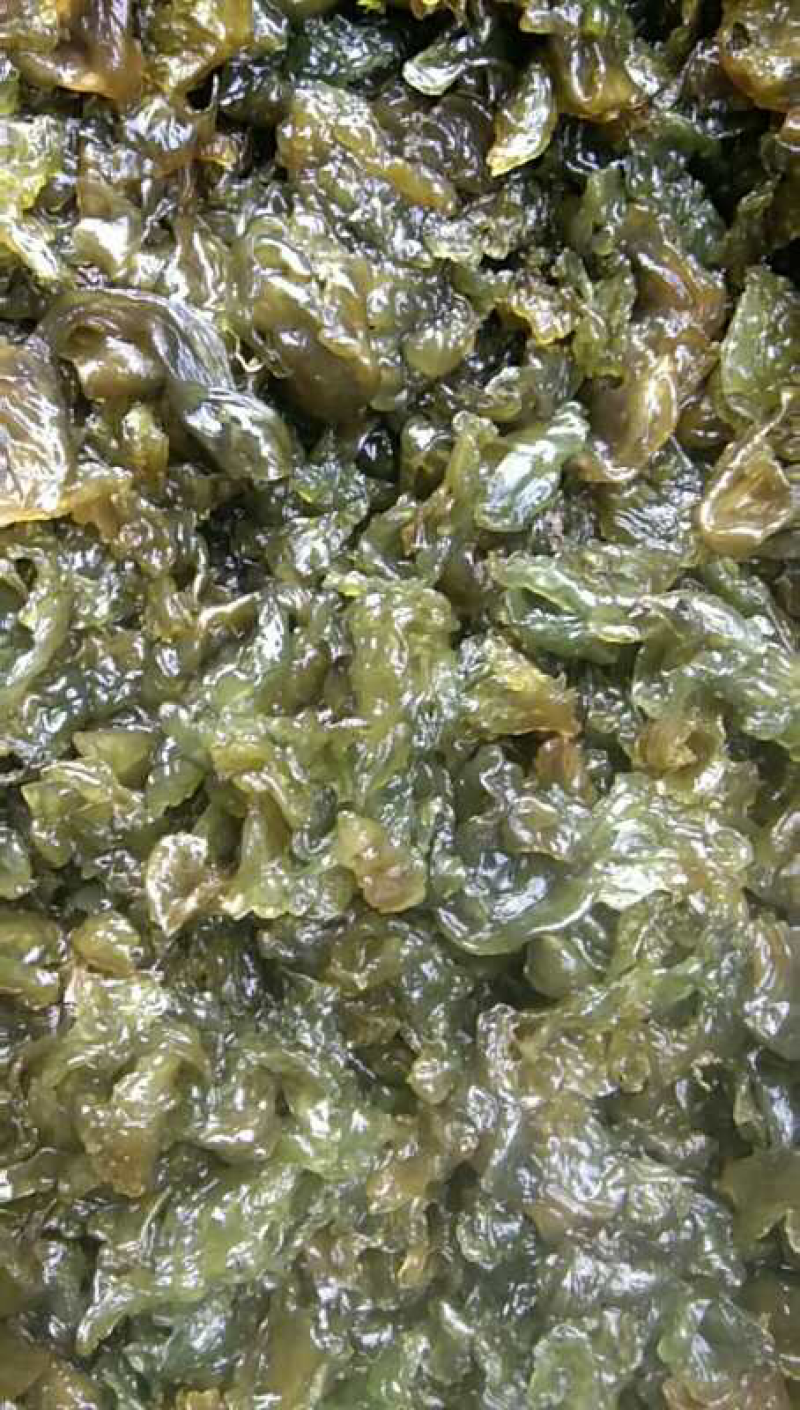地木耳，地皮菜，地软，地皮菇，野生鲜货一手货源