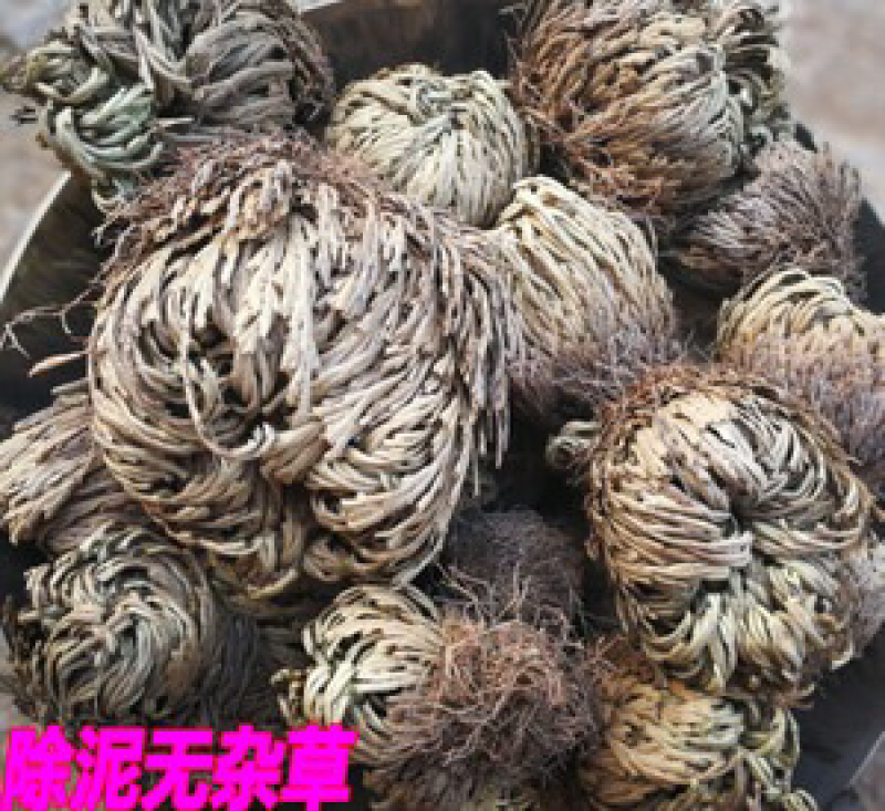 卷柏