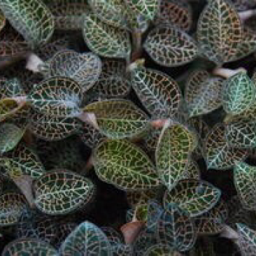 金线草